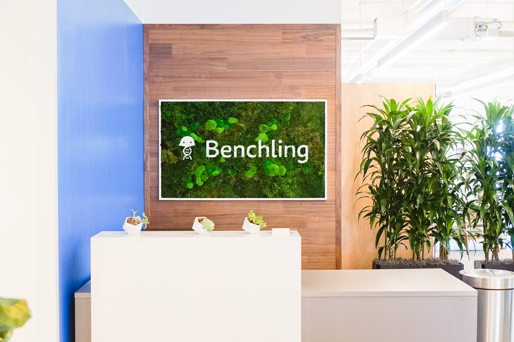 Moss-filled, framed box sign with white logo on walnut plank wall for the San Francisco office of Benchling, a unified platform to accelerate, measure, and forecast R&D from discovery through bioprocessing. Moss-filled, framed box sign with white logo on walnut plank wall for the San Francisco office of Benchling, a unified platform to accelerate, measure, and forecast R&D from discovery through bioprocessing.