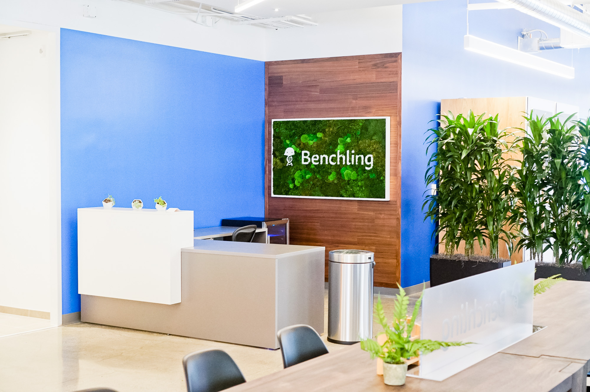 Moss-filled, framed box sign with white logo on walnut plank wall for the San Francisco office of Benchling, a unified platform to accelerate, measure, and forecast R&D from discovery through bioprocessing. Moss-filled, framed box sign with white logo on walnut plank wall for the San Francisco office of Benchling, a unified platform to accelerate, measure, and forecast R&D from discovery through bioprocessing.