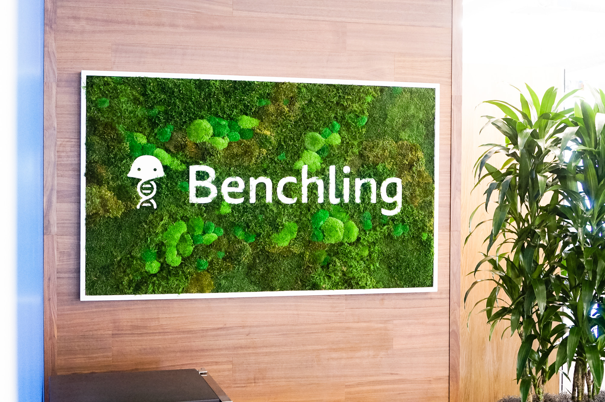 Moss-filled, framed box sign with white logo on walnut plank wall for the San Francisco office of Benchling, a unified platform to accelerate, measure, and forecast R&D from discovery through bioprocessing.