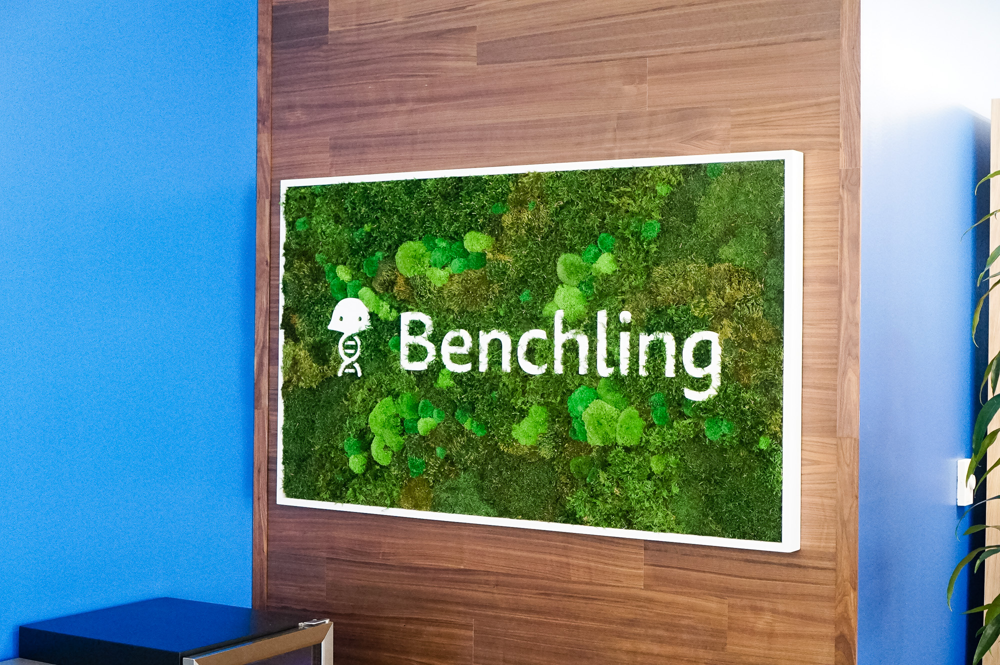 Moss-filled, framed box sign with white logo on walnut plank wall for the San Francisco office of Benchling, a unified platform to accelerate, measure, and forecast R&D from discovery through bioprocessing. Moss-filled, framed box sign with white logo on walnut plank wall for the San Francisco office of Benchling, a unified platform to accelerate, measure, and forecast R&D from discovery through bioprocessing.