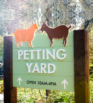 Protected: Oakland Zoo – Petting Yard
