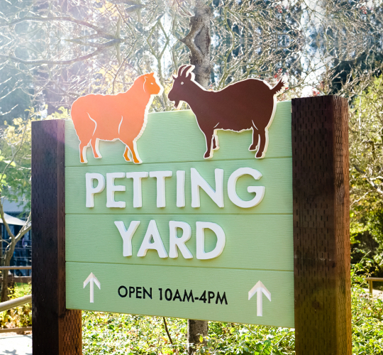 Protected: Oakland Zoo – Petting Yard